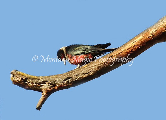 BD108 Lewis' Woodpecker