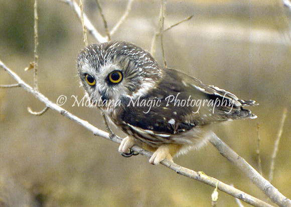 BD109 Saw Whet Owl