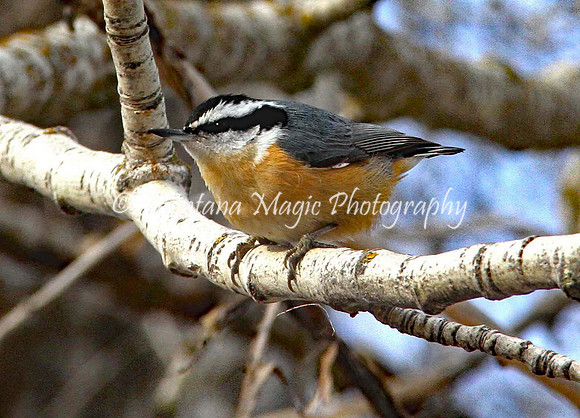 BD110 Nuthatch_Red Breasted