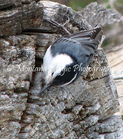 BD111 Nuthatch_White Breasted