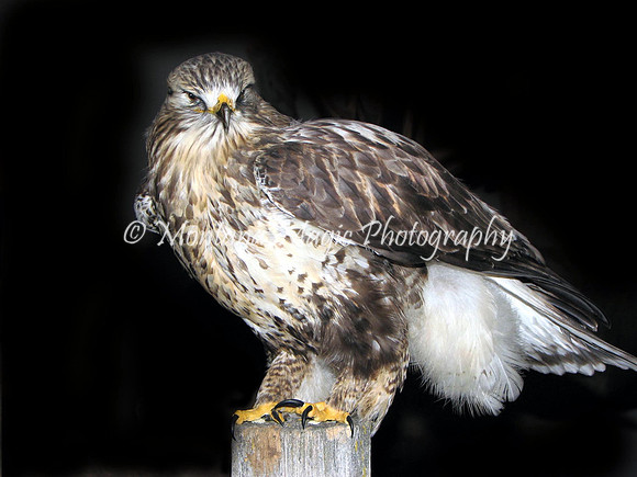 BD113 Red Tail Hawk