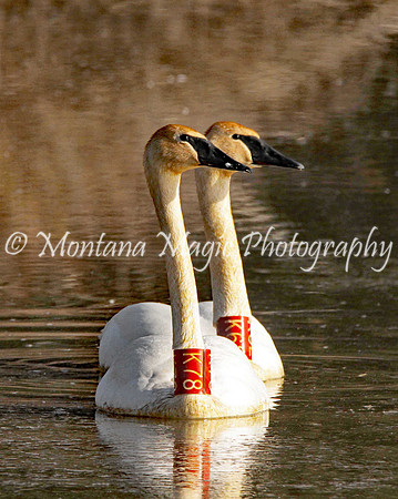 BD114 Trumpeter Swans