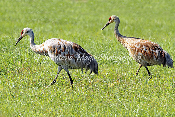 BD115 Sandhill Cranes