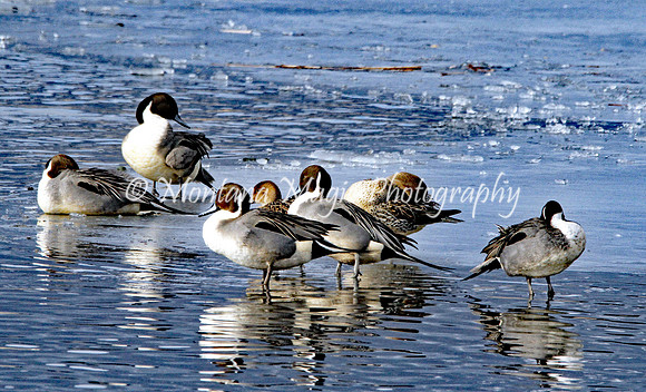 BD116 Northern Pintails