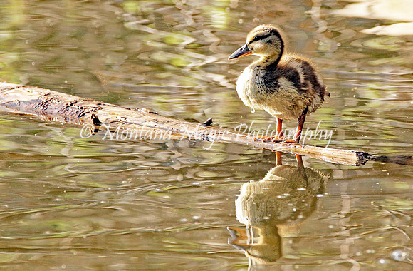 BD117 Duckling