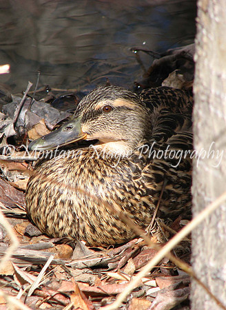 BD118 Mallard Hen