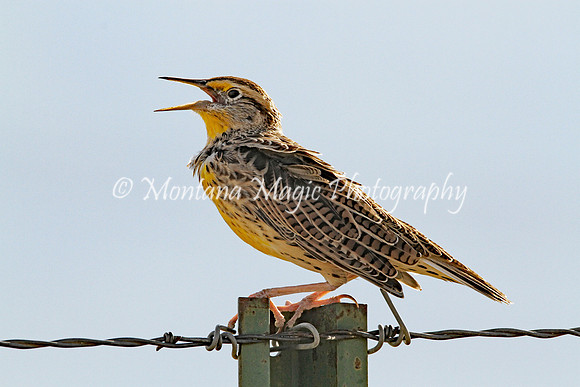 BD119 Western Meadowlark