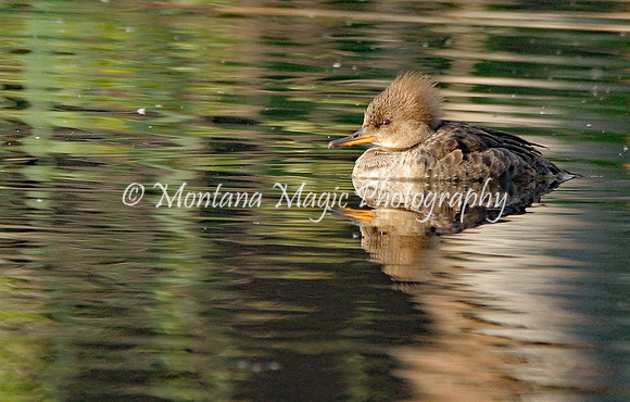 BD120 Merganser