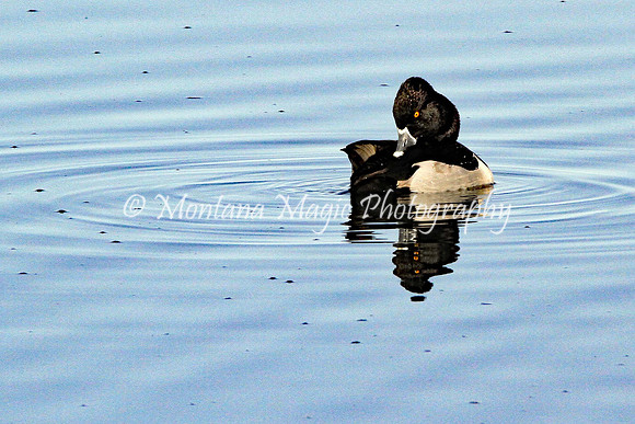 BD121 Ring-necked Duck