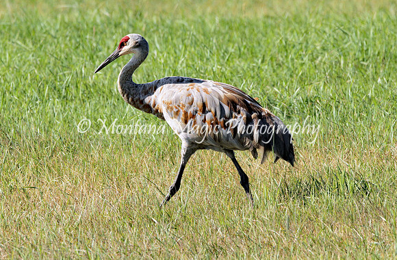 BD122 Sandhill Crane