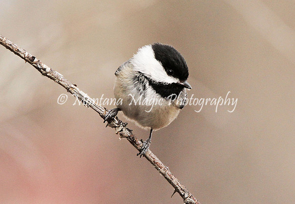 BD123 Black-capped Chickadee #1