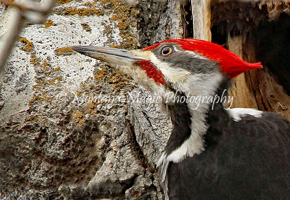 BD124 Pileated Woodpecker