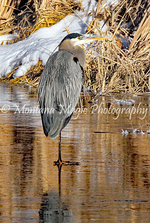 BD125 Great Blue Heron
