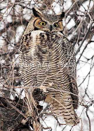BD126 Great Horned Owl