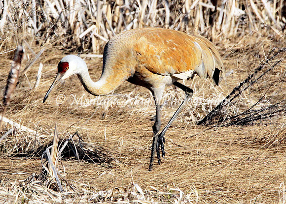 BD127 Sandhill Crane