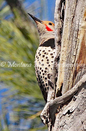 BD128 Northern Flicker