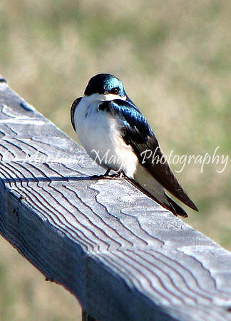 BD129 Tree Swallow