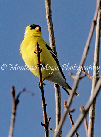BD130 Goldfinch