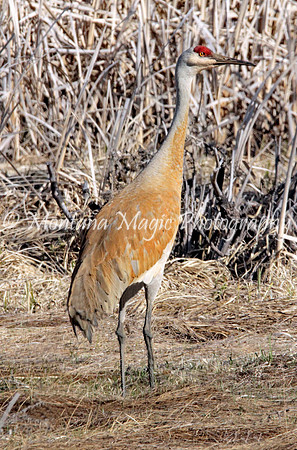 BD131 Sandhill Crane