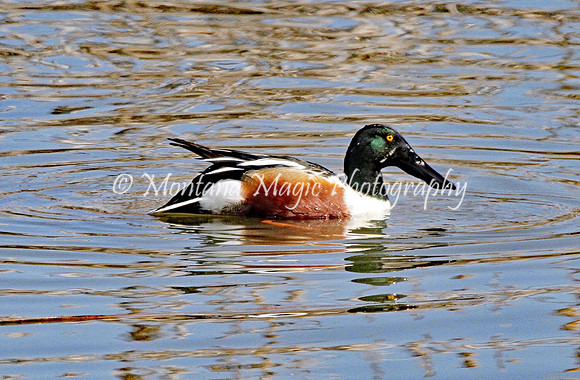 BD132 Northern Shoveler