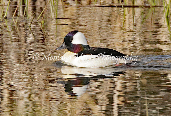 BD134 Bufflehead