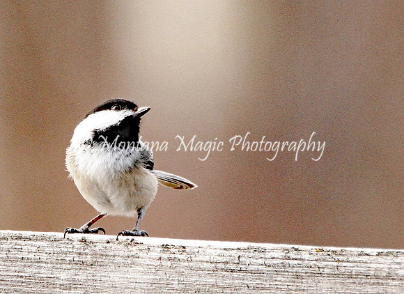 BD135 Black-capped Chickadee #2