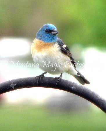 BD137 Lazuli Bunting