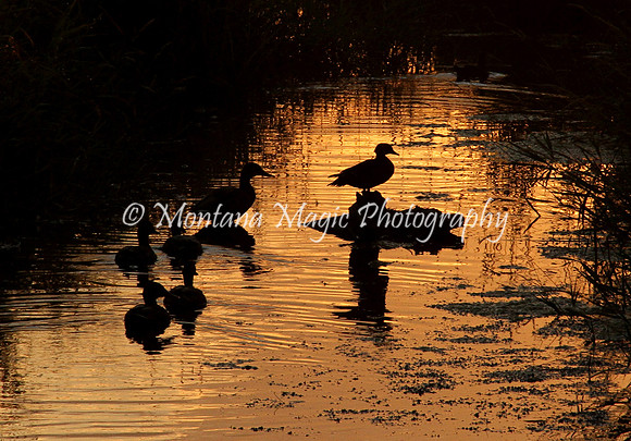 BD138 Sunrise Silhouettes