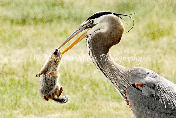 BD139 Great Blue Heron