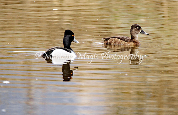 BD140 Ring-necked Duck