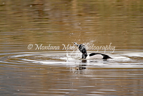 BD141 Ring-necked Duck