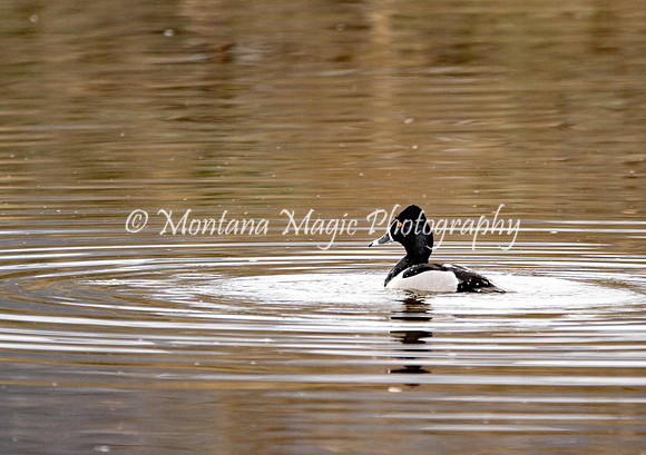BD142 Ring-necked Duck