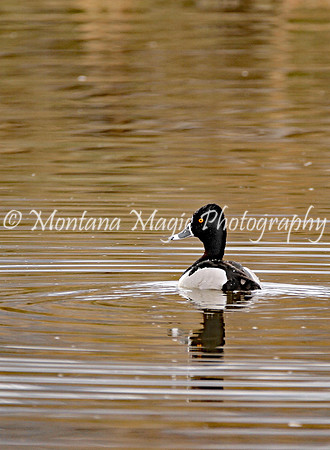 BD143 Ring-necked Duck