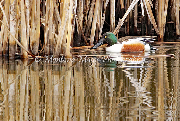 BD144 Northern Shoveler