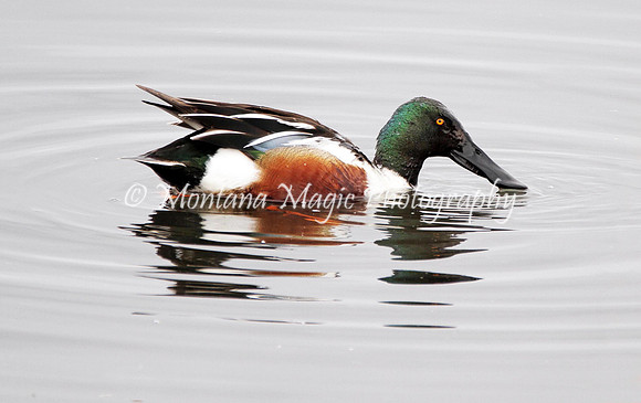 BD145 Norther Shoveler