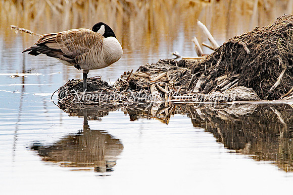 BD146 Canada Goose