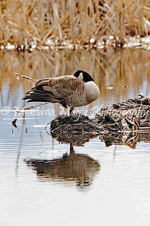 BD147 Canada Goose