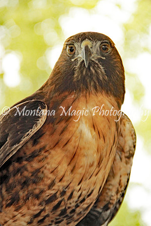 BD148 Red-tailed Hawk