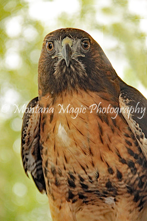 BD149 Red-tailed Hawk