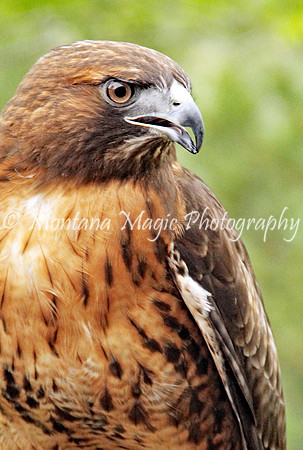 BD150 Red-tailed Hawk