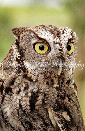 BD151 Western Screech Owl