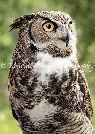 BD152 Great Horned Owl