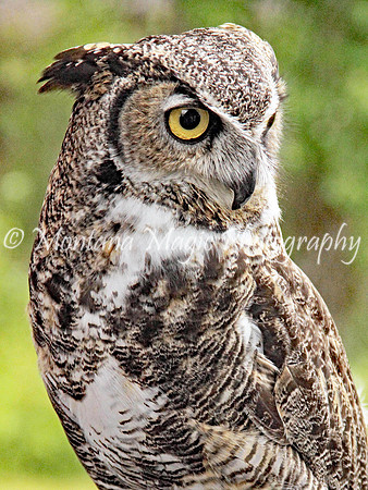 BD153 Great Horned Owl