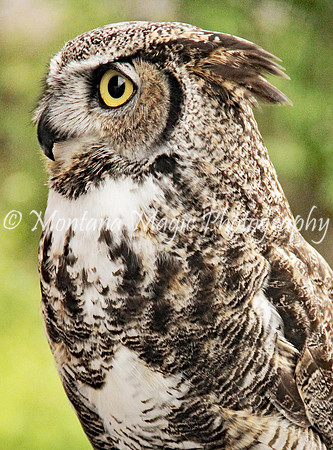 BD154 Great Horned Owl