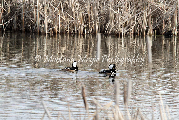 BD155 Hooded Mergansers