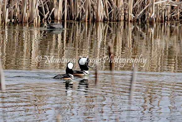 BD156 Hooded Mergansers