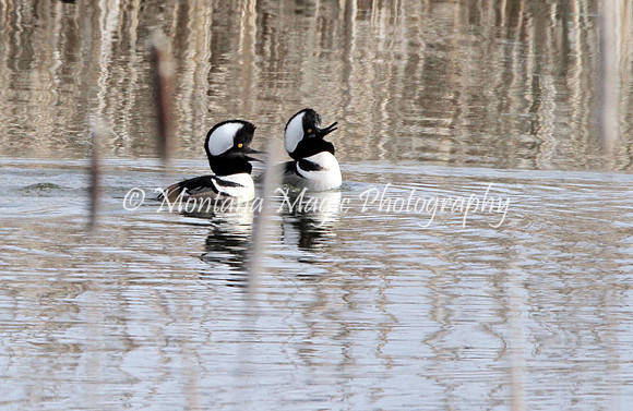 BD157 Hooded Mergansers