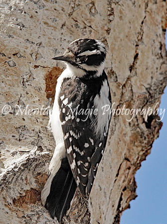 BD158 Downy Woodpecker