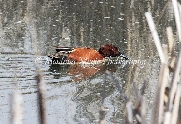 BD159 Cinnamon Teal