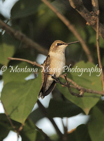 BD160 Female Black-chinned Hummingbird